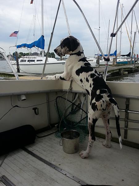 Boat Pups