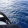 Humpback Whales Around my Ship