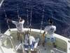 Chasin' a blue marlin by Capten