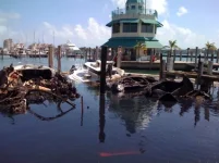 Boats in the water.webp