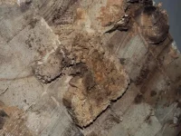 P4160050.webp