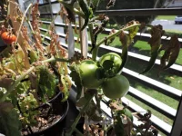 DSCN3028.webp