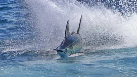 41.webp