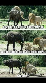 Lion.webp