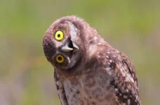 Owl Sideways.webp
