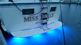 miss molly lights 2 small.webp