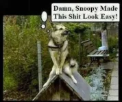 snoopy.webp