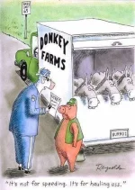donkey.webp