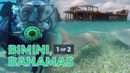 Swimming-with-sharks-in-bimini-thumb.webp Swimming-with-sharks-in-bimini-thumb.webp