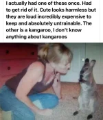 roos.webp