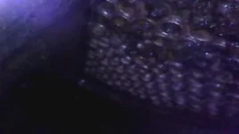 Image-1.webp