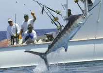 marlin.webp
