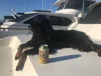Dog days.webp
