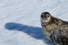Weddell Seal_0701_ws.webp