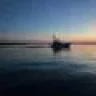 Sea Horse