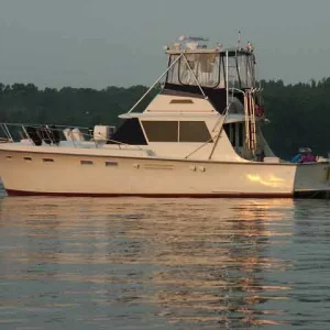 Misty on a mooring ball