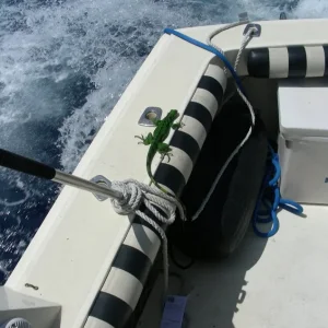 FREE LOADER