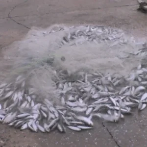 sardines for bait