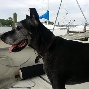 Boat Pups