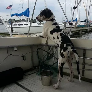 Boat Pups