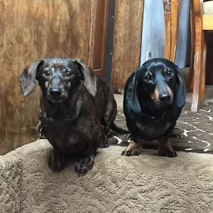 Our Dogs Joey and Lego