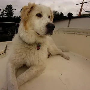 Bailey on the poop deck