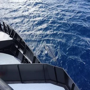 Humpback Whales Around my Ship
