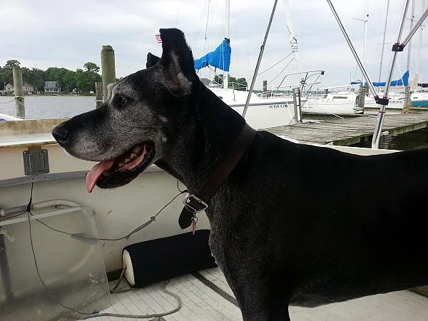 Boat Pups