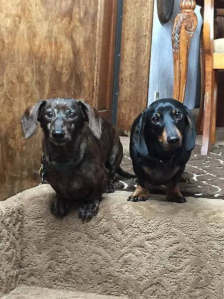 Our Dogs Joey and Lego